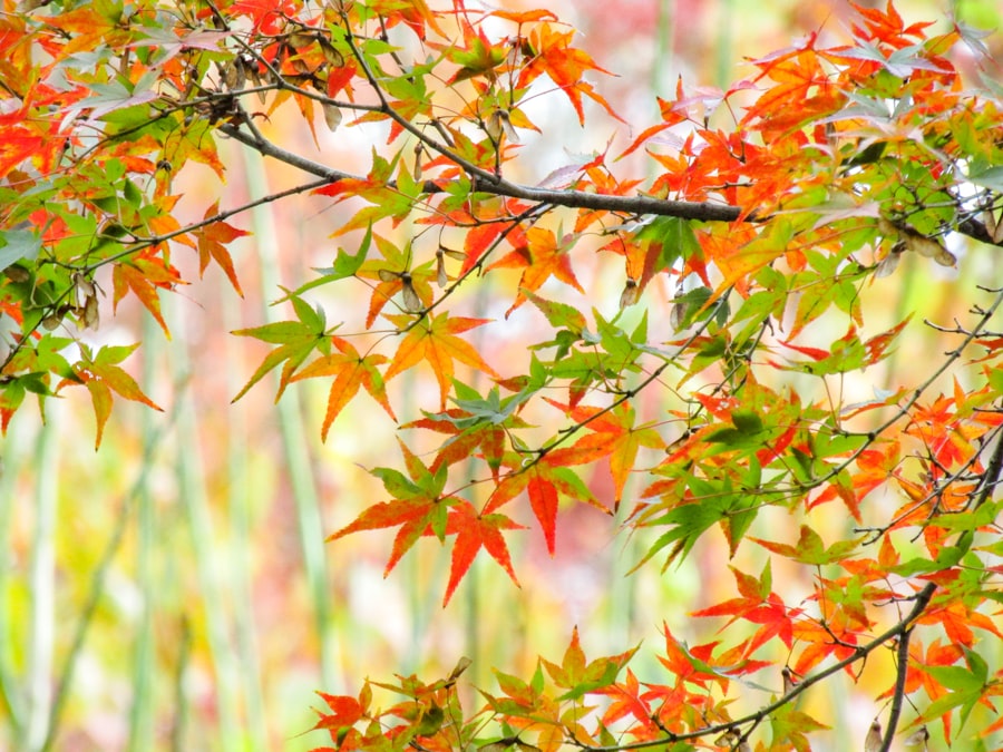 natural methods for strengthening the body in autumn